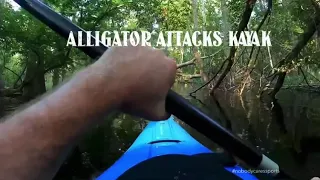 Alligator Attacks Kayak
