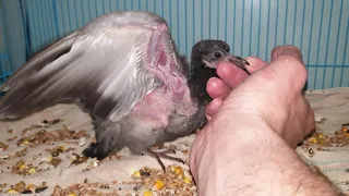 Жестокое нападение птенца голубя на человека