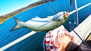 Fishing From The Navy Wharf Near Eden NSW Tailer On The Bite Jetty Fishing