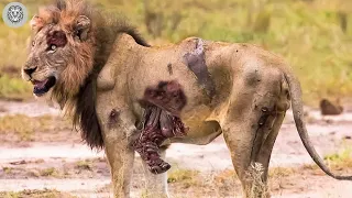 45 Times Lions Messed With The Wrong Animals Caught On Camera | Animal Attacks