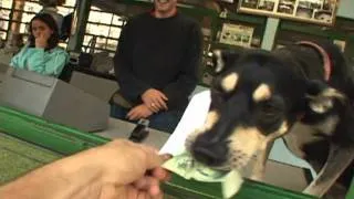 REX, o cachorro que compra sua própria comida.