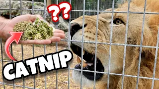 DO BIG CATS LIKE CATNIP ? LIONS, TIGERS, LEOPARDS, JAGUARS !!