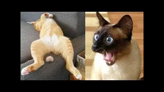 Funny Moments of Cats | Funny Video Compilation - Fails Of The Week