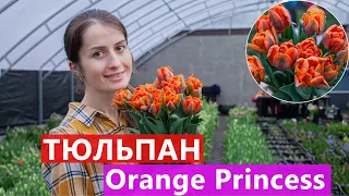 Тюльпан Orange Princess (Оранж Прінцесс) 🌷