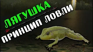 РУССКАЯ РЫБАЛКА 4. Лягушка. Где и на что ловить?