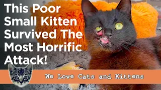 This Cat's Story Will Break Your Heart 💔 (But It Has A Happy Ending)...