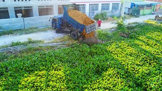 New Project!! Dozer D20 & Truck 5T Pushing soil into Lake To build a home