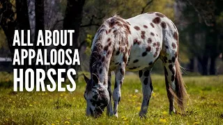 Appaloosa Horses: Breed Profile, Facts and Care