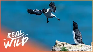 Guillemot Chicks Cliff Dive 400ft To Survive | Real Wild