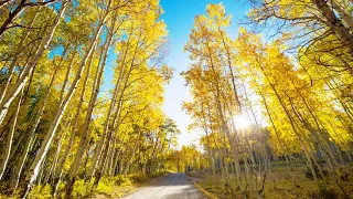 Música divina que puede tocar y suavizar el corazón🍁 Sergei Chekalin🎼 Autumn walk