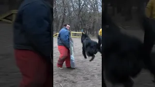 Unstoppable. Black German Shepherd attack. #СТРАЖ Training of service dogs. GUARD. Odessa. Ukraine.