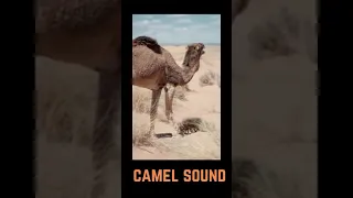 Camel Sound #shorts #youtubeshorts