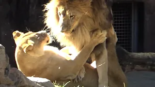 Lion, the best couple 💗 Gaou and Luna [Tennoji Zoo]