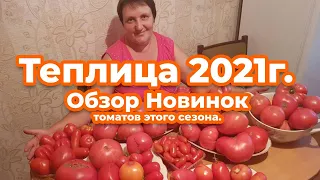 Обзор теплицы! Урожай томатов 2021