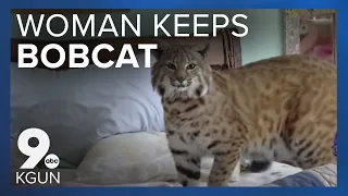 Woman gets to keep pet bobcat under one condition