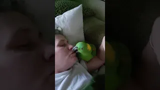 PARROT ALARM CLOCK!  green lives matter