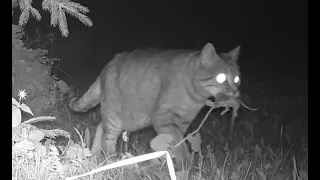 A successful night hunt | Miki the cat | Trail camera |