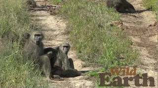 WildEarth - Sunset  - 2 April 2021