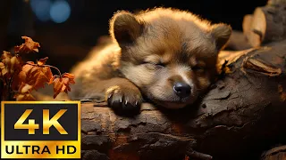 Baby Animals 4K - Relaxing Music Relieves stress, Anxiety and Depression