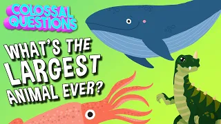 What's the Largest Animal to Ever Exist? | COLOSSAL QUESTIONS