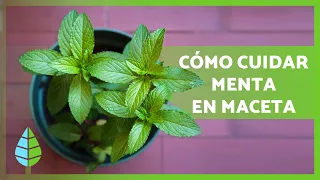 CUIDADOS de la MENTA en MACETA 🌿 ¡Poda, riego, reproducción y MÁS!