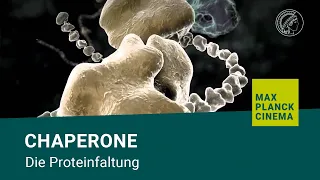 Chaperone - die Proteinfaltung