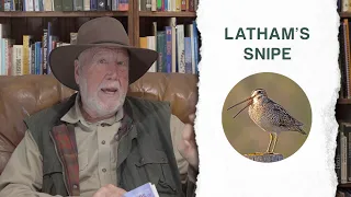 Latham's Snipe