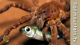 Fish-eating spider catching fish  | CLASSIC WILDLIFE