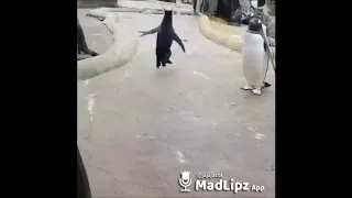 Mañana no hay clases (pingüino saltando)