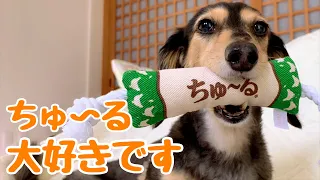 【ダックスフンド】ちゅ～るのトリコに？！愛犬達も大喜び☆嬉しいおやつタイム♪