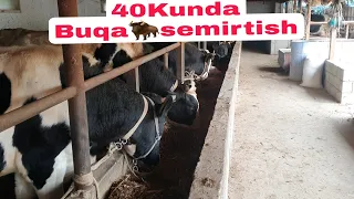 Galan Buqalarni 40 kunda Semirtiramiz‼️