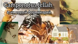 Переселение муравьев Camponotus Fellah в новый формикарий! Африканские гиганты и их новый дом!
