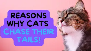 Unlocking the Mysterious Behavior: 7 Fascinating Reasons Why Cats Chase Their Tails!