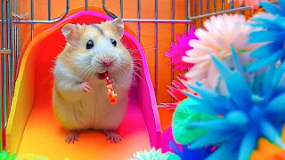 Hamster vs Spider Maze  A Thrilling Escape Mission 🐹 Hamster Maze