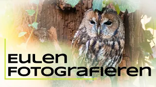 Eulen finden & fotografieren - Tutorial