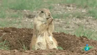 PERRITOS SUBTERRANEOS  UNA HISTORIA DE LA PRADERA ✅▶ Documental Bisontes,Perritos Pradera 2020