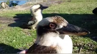 Australian Laughing Kookaburra