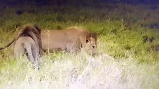 Bob junior death/Tanzanian biggest lion