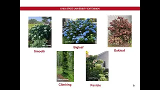 Meet Us in the Garden: Demystifying Hydrangeas