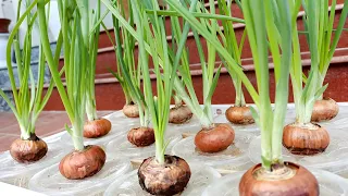 Amazing Idea, How to Grow Onions Hydroponically for Continuous Harvest