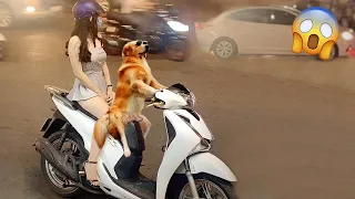 New Funny Animals 2024 🤣 Funniest Cats and Dogs Videos 😹🐶 Part 41