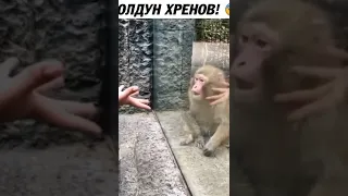 Минус мозги обезьяны🙈