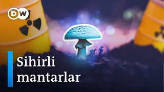 Mantarlar | Dünyadaki kirliliği temizlemeye yardımcı olan sihirli güç - DW Türkçe