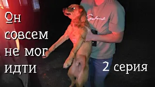 💔Щенок полз вдоль трассы и кричал от боли / продолжение истории щенка Емели/help save the puppy