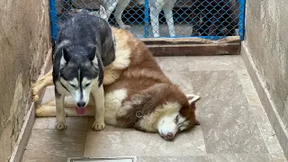 Husky Breeding | Husky Mating | Shadow and Lilly | full mating ritual