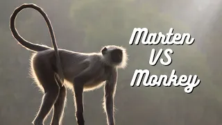 Marten vs. Monkey: Epic Showdown for Supremacy! Throated Marten Attacking monkey
