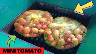 Mini Tomato vs Fast Shredder Machine