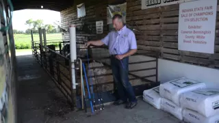 Selecting the Perfect Tool for Showing Swine