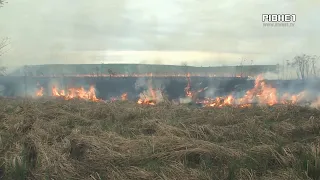 Горіло поле біля Рівного: місцеві бачили палія