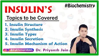 Insulin structure, Insulin synthesis, Insulin types, Insulin Secretion, Insulin mechanism of Action